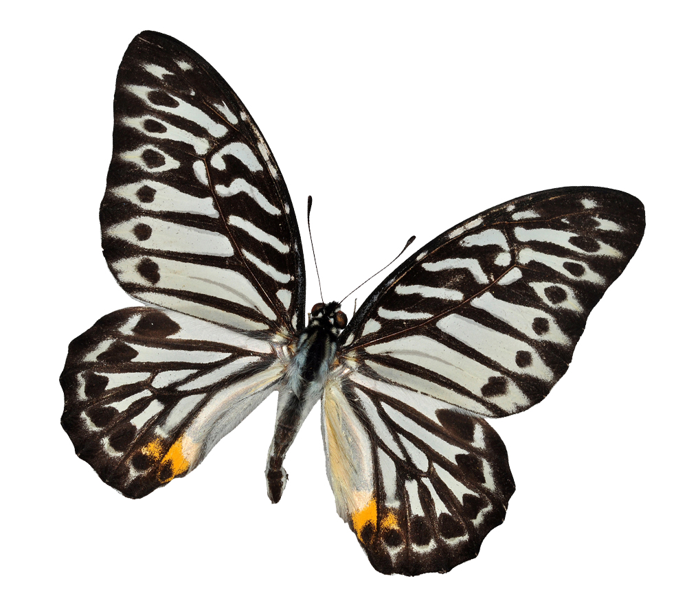 Butterfly-TattooRemoval tattoo Removal Spring texas
